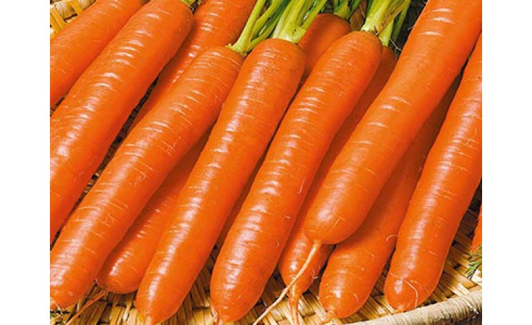 Насіння моркви Рубіна, 2 г, Semo, Чехія, Насіння TM Rosla  2