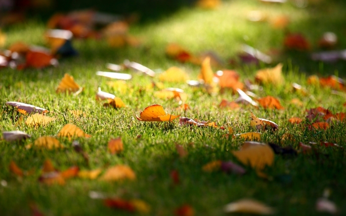 Комплексне мінеральне добриво Agrecol для газонів, Осінь NPK 0.8.30, 1 кг (30255) 2