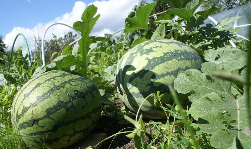 Мікроелементи Хелатін Мікс 50 мл, Кіссон 2