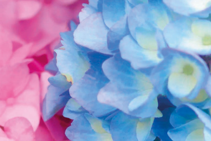 Голубі гортензії