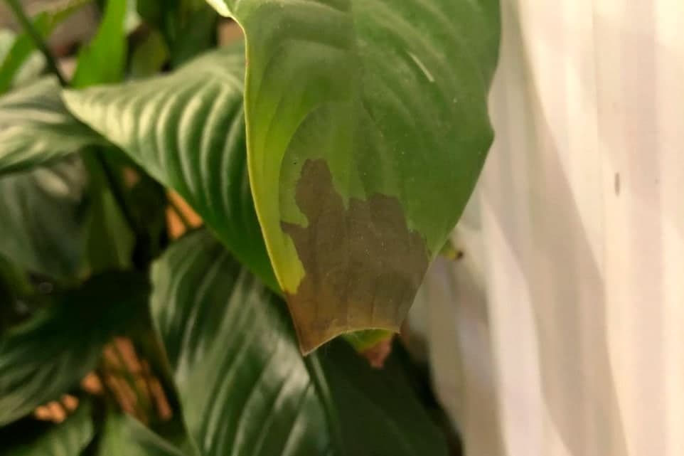 Почорніння та засихання кінчиків листків спатифілума