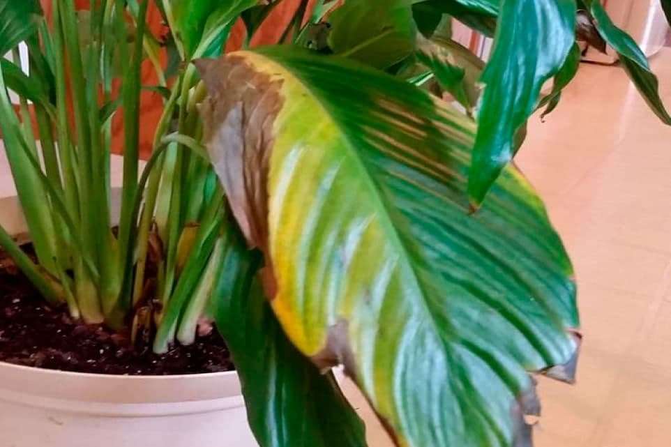 Почорніння та засихання кінчиків листків спатифілума