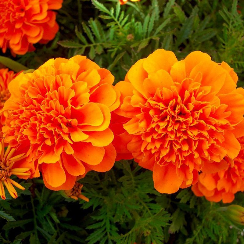 Насіння чорнобривців Малюк помаранчевий, 0.1 г, Hem, Голландія, Професійне насіння 3