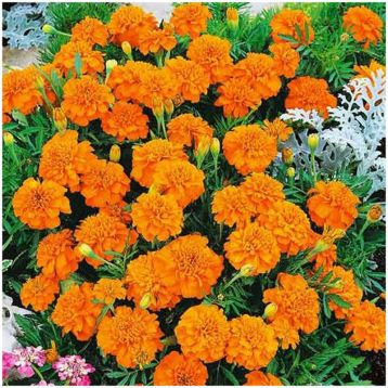 Насіння чорнобривців Малюк помаранчевий, 0.1 г, Hem, Голландія, Професійне насіння 2