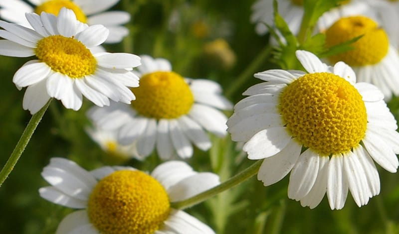 Набор семян лекарственных трав Имунитет Seedera, 1.5 г 3