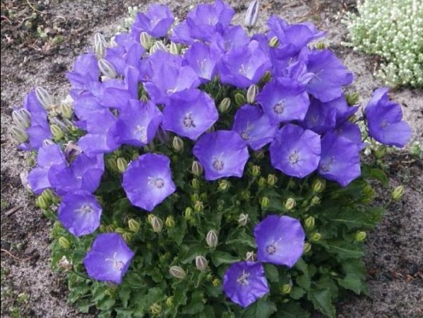 Набір насіння для клумб Ласкавий ранок Seedera, 1.4 г 4