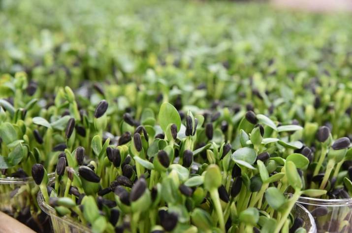 Семена микрозелень Подсолнечник Seedera, 10 г 2