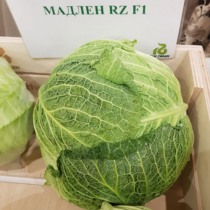 Насіння капусти Мадлен F1, 15 шт, Rijk Zwaan, Голландія, Леда Агро 2