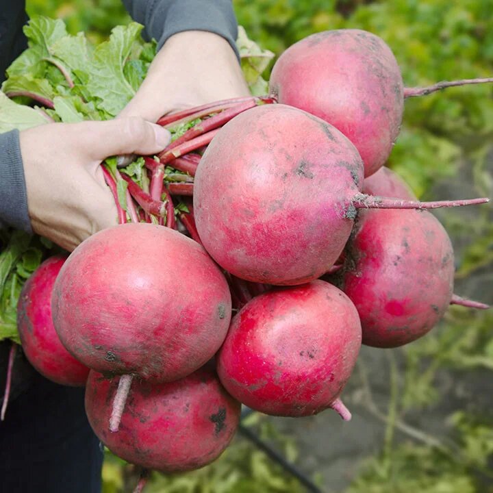 Насіння редьки KS 2078 F1, 2 г, Kitano, Голландія, Леда Агро 2