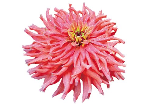 Насіння цинії елегантна, Супер Кактус, Берпі Роуз, 0.3 г, насіння Леда Агро 2