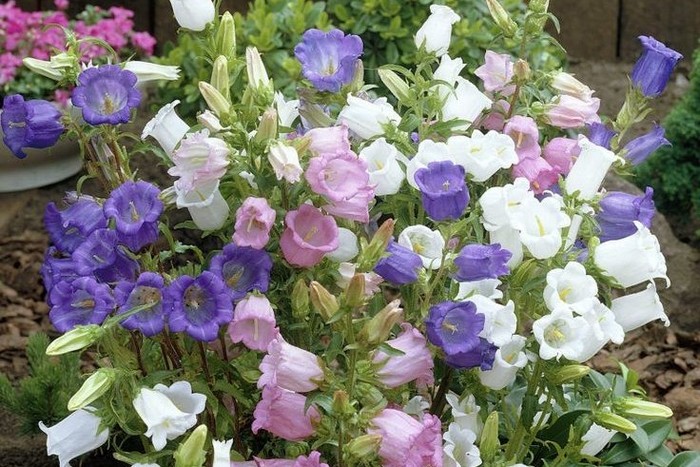 Насіння дзвіночка Кентербері суміш F1, 0.1 г, Hem, Голландія, Леда Агро 2