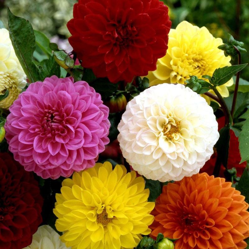 Насіння жоржини Помпон суміш, 0.2 г, Hem Zaden BV,  Леда Агро 2