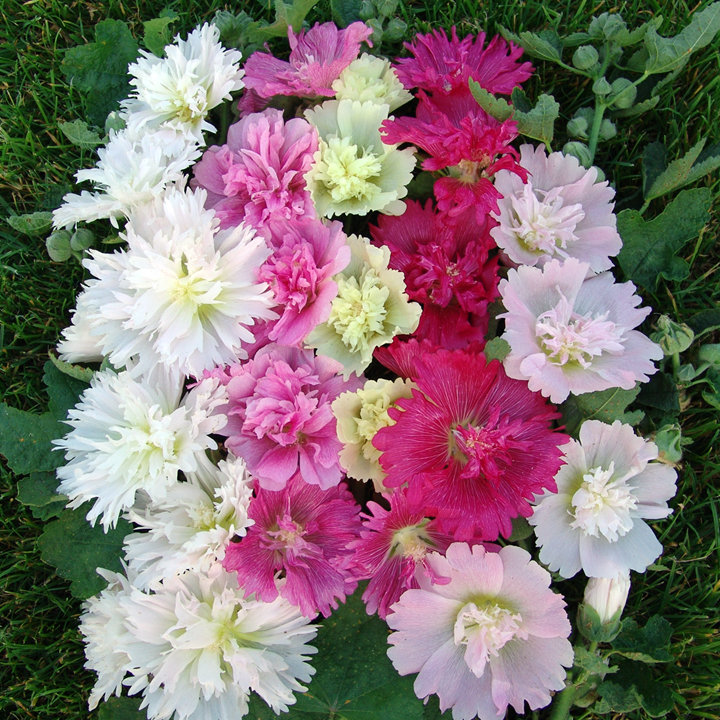 Насіння мальви Літній карнавал, 0.2 г, Hem Zaden BV, Леда Агро 2