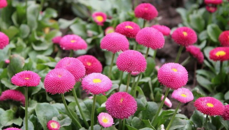 Насіння маргаритки Рожевий м'яч, 0.01 г, Hem Zaden BV,  Леда Агро 2