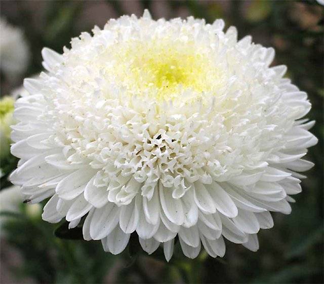 Насіння айстри Принцеса біла, 0.2 г, Hem, Голландія, насіння Леда Агро 2