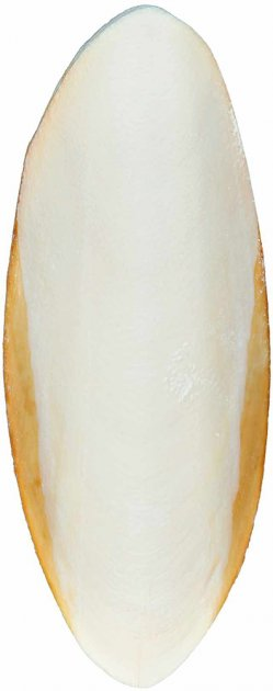 Крейда Trixie Sepia для черепах та равликів, 12 см 2 шт. (76385) 3