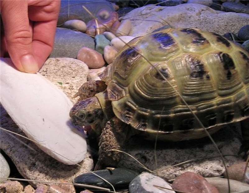 Крейда Trixie Sepia для черепах та равликів, 12 см 2 шт. (76385) 5