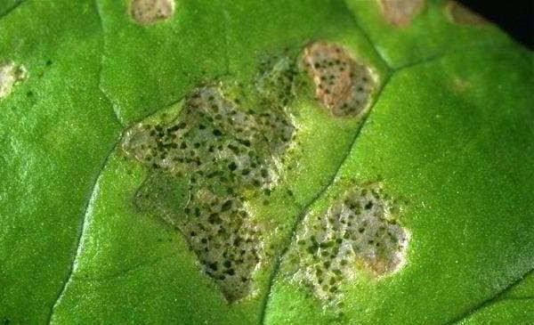 Трипси на кімнатних рослинах