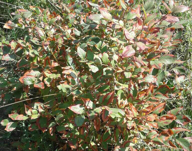 Сохне листя на кущах лохини