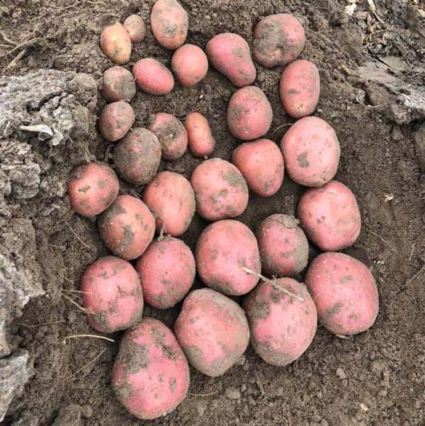 Насіннєва картопля Еволюшн (1 репродукція), 3кг, (Agrico) 2