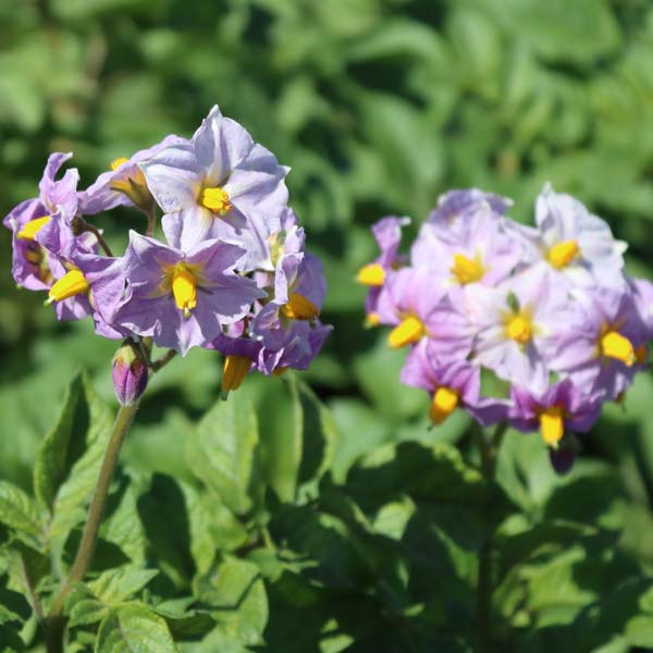 Насіннєва картопля Еволюшн (1 репродукція), 3кг, (Agrico) 3