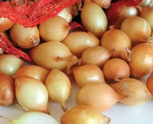 Насіння цибулі-севка Центуріон F1, 1 кг, Broer, Голландія 3