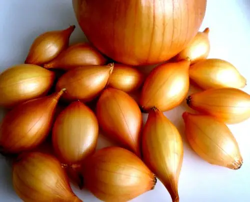 Насіння цибулі-севка Центуріон F1, 1 кг, Broer, Голландія 2