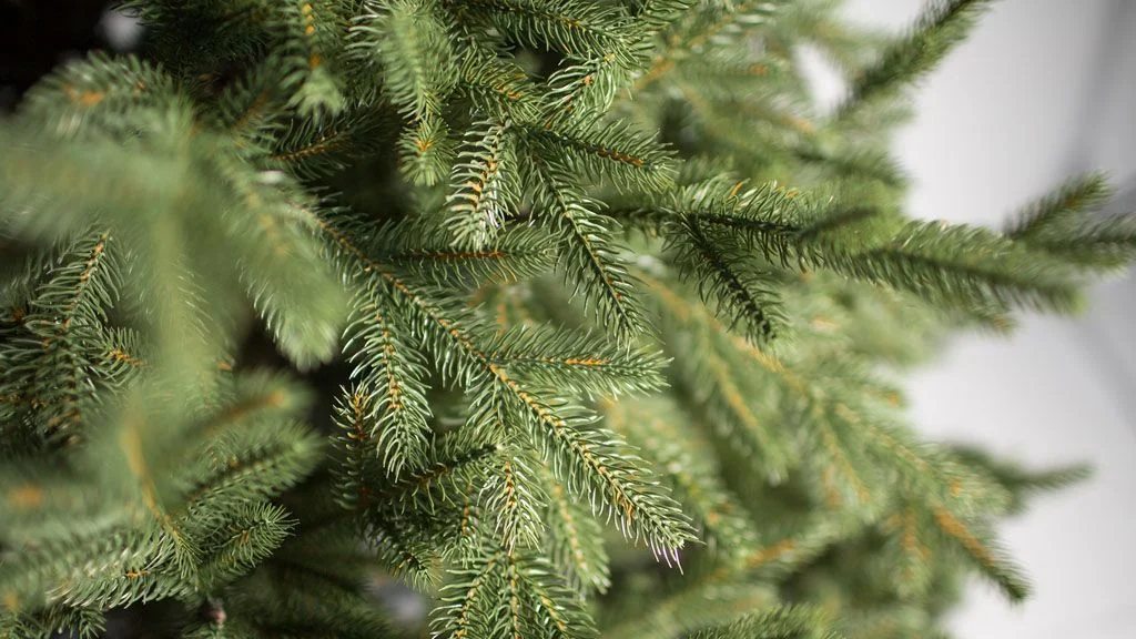 Комплексне мінеральне добриво для хвойних рослин Master (Мастер), 250г, NPK 18.18.18, Весна-Літо, Valagro 2