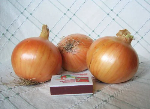 Насіння цибулі-севка Сеншуй F1, 1кг, Голландія 5