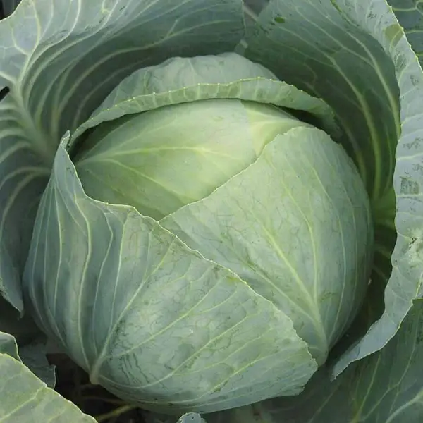 Насіння капусти Агресор, 20шт, Syngenta, Голландія, Beste Kern 2