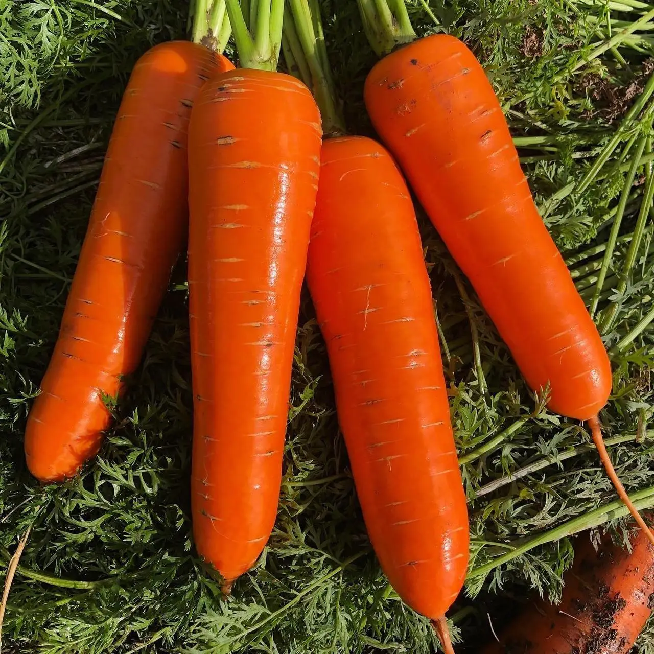 Насіння моркви Абако F1, 1 г, Seminis, Голландія, Beste Kern 2