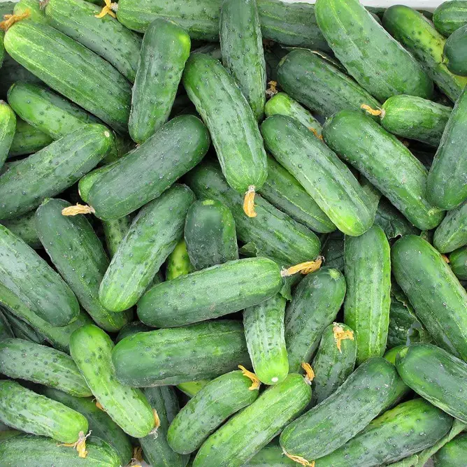 Насіння огірка Гектор F1 20 шт, Nunhems Zaden, Голландія, Beste Kern 3