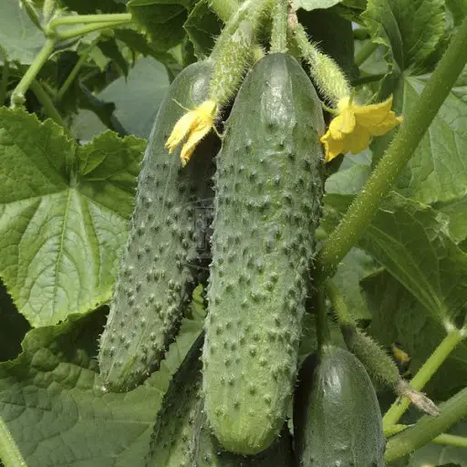 Семена огурца Маша F1, 10шт, Seminis, Голландия, Beste Kern 2