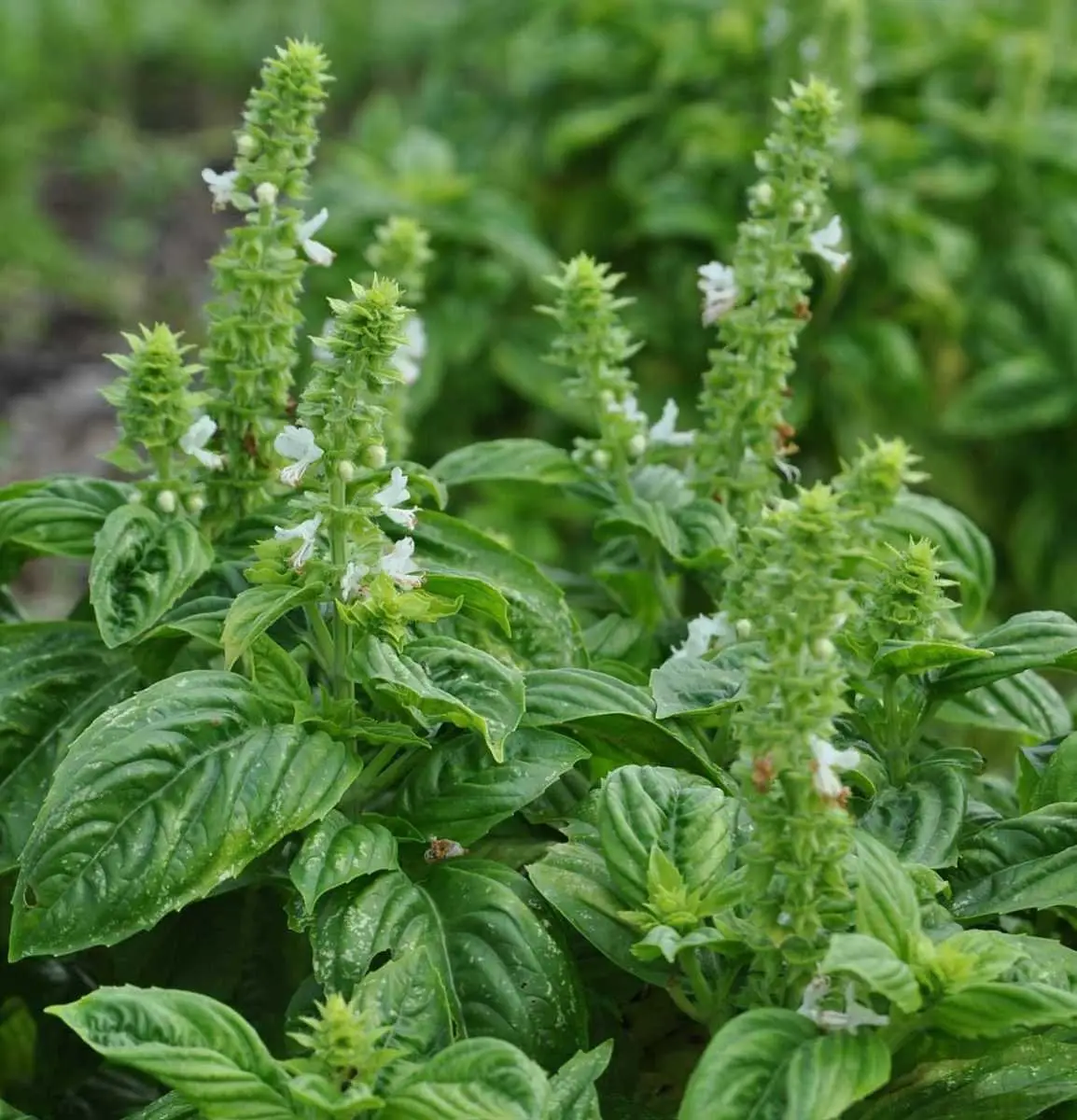 Семена базилика салатного Мамонт 0.5 г, Hem, Голландия, Професійне насіння 2