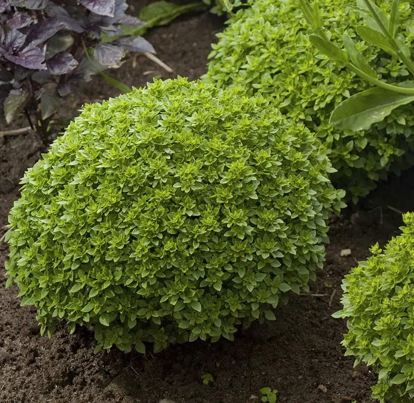 Насіння базиліка декоративного Волоський, 0.5 г, Anseme, Італія, Насіння Pro seeds 2