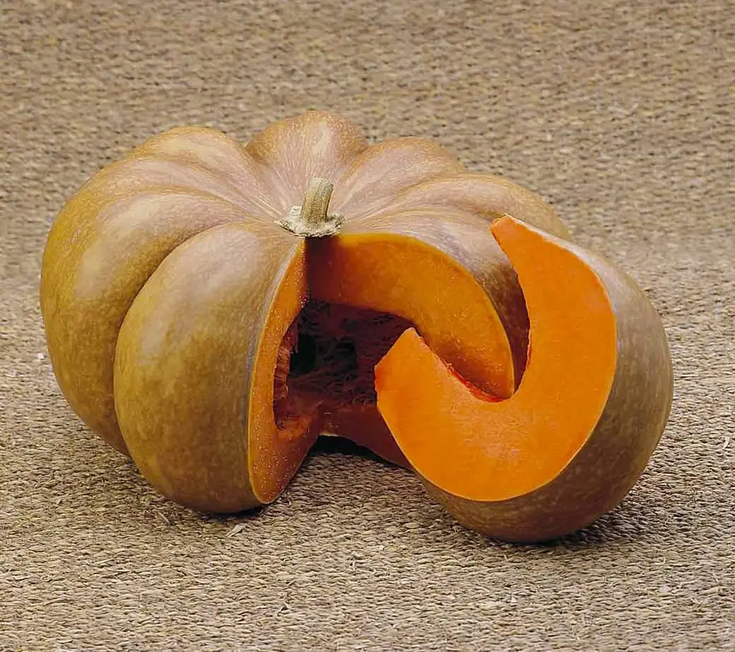 Насіння гарбуза Мускат де Прованс, 2 г, Tezier, Франція, Професійне насіння 2