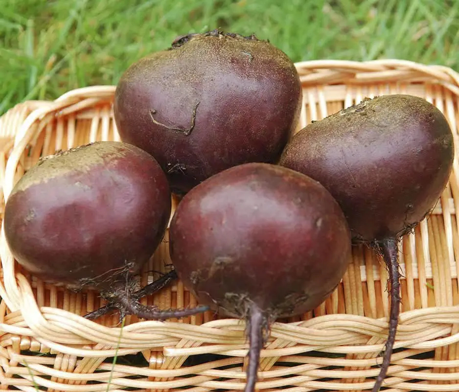 Насіння буряка столового Ред Бул, 5 г, United Genetics, Італія, Насіння Pro seeds 2