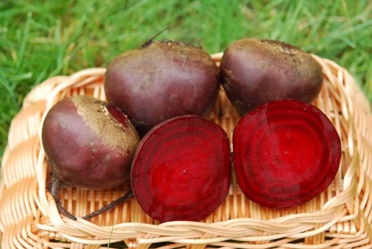 Насіння буряка столового Ред Бул, 5 г, United Genetics, Італія, Насіння Pro seeds 3