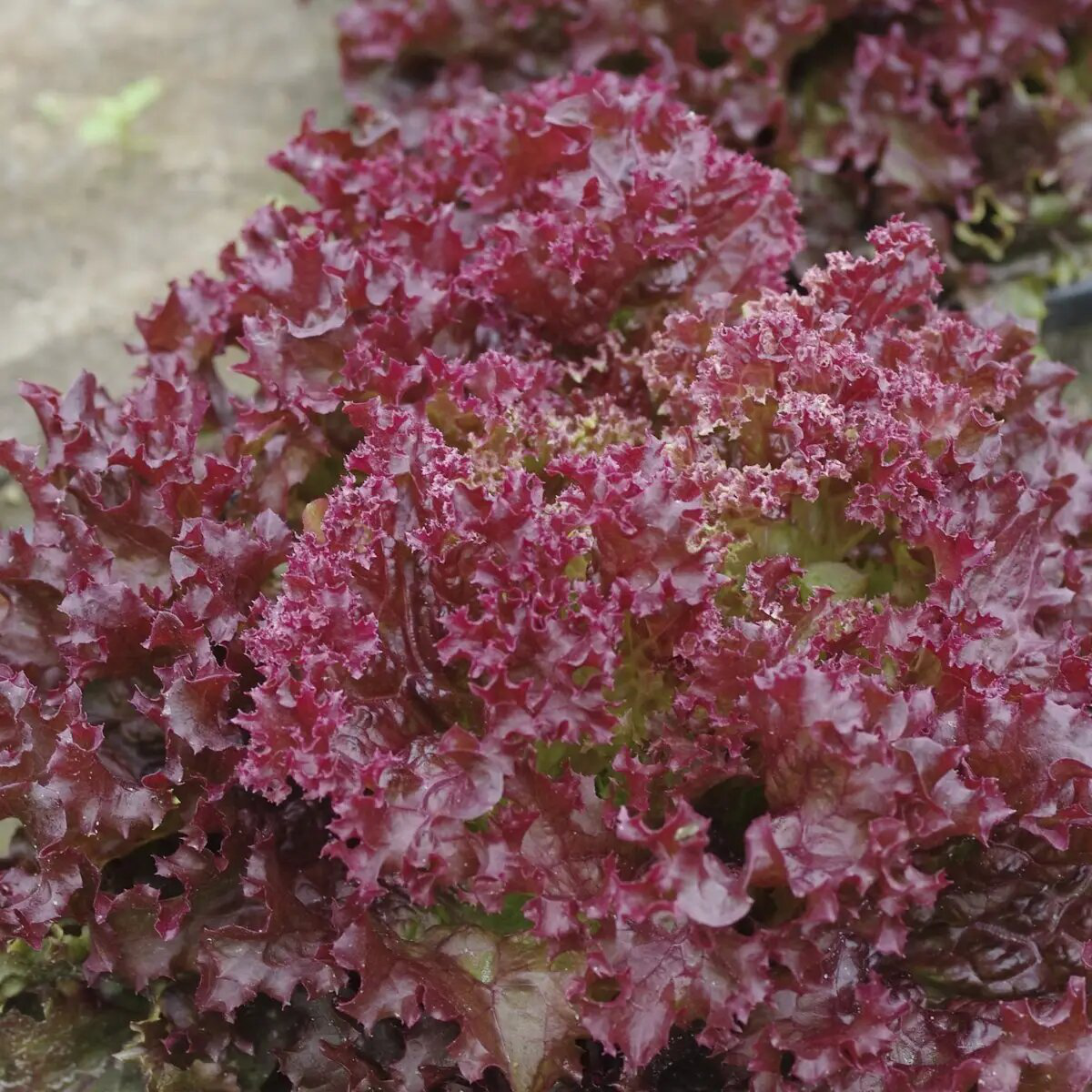 Насіння салату Лолла Росса Ред Дженні, 30шт, Wing Seed, Голландія, Професійне насіння 2
