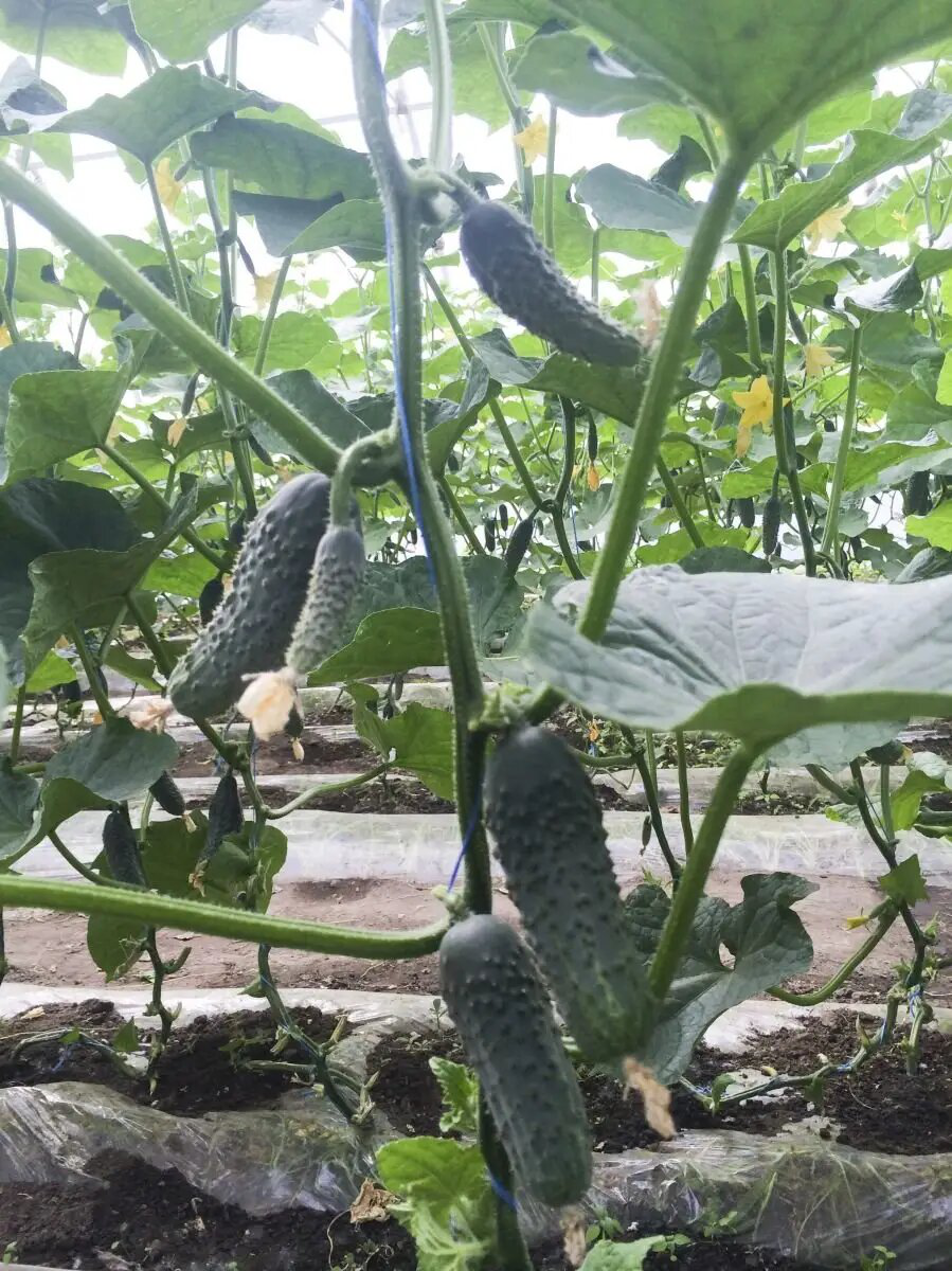 Насіння огірка Аристократ F1, 50 шт, Nong Woo Bio, Корея, Професійне насіння 2