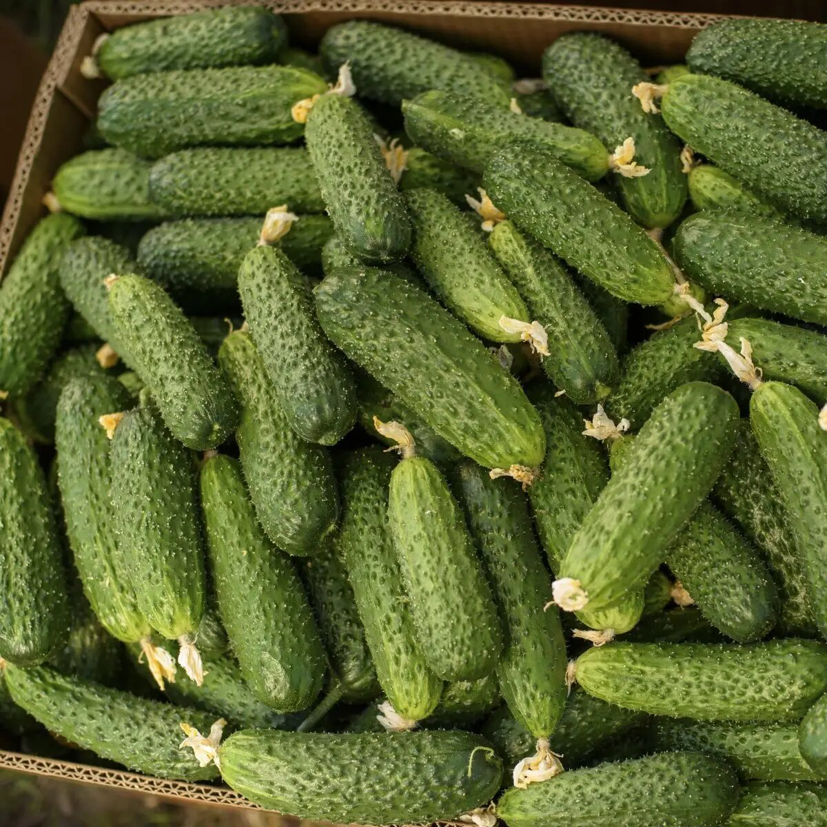 Насіння огірка Абсолют F1, 10 шт, NongWoo Bio, Корея, Професійне насіння 2