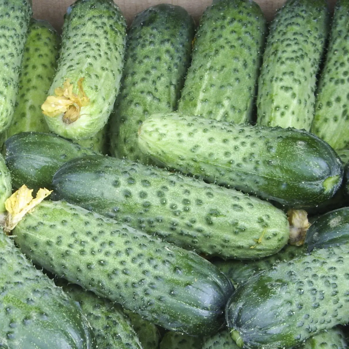 Насіння огірка Аваланж F1, 10 шт, Nong Woo Bio, Південна Корея, Насіння Pro seeds 2