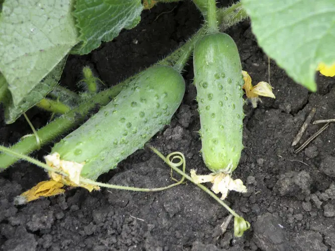 Насіння огірка Соната F1, 20 шт, Rijk Zwaan, Голландія, Професійне насіння 3