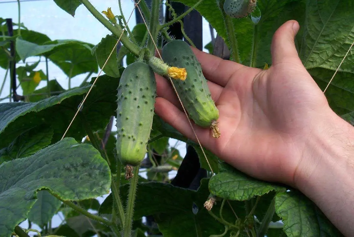 Насіння огірка Соната F1, 20 шт, Rijk Zwaan, Голландія, Професійне насіння 2