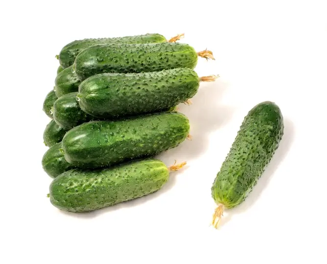 Насіння огірка Арктика F1, 10 шт, Nong Woo Bio, Південна Корея, Насіння Pro seeds 3