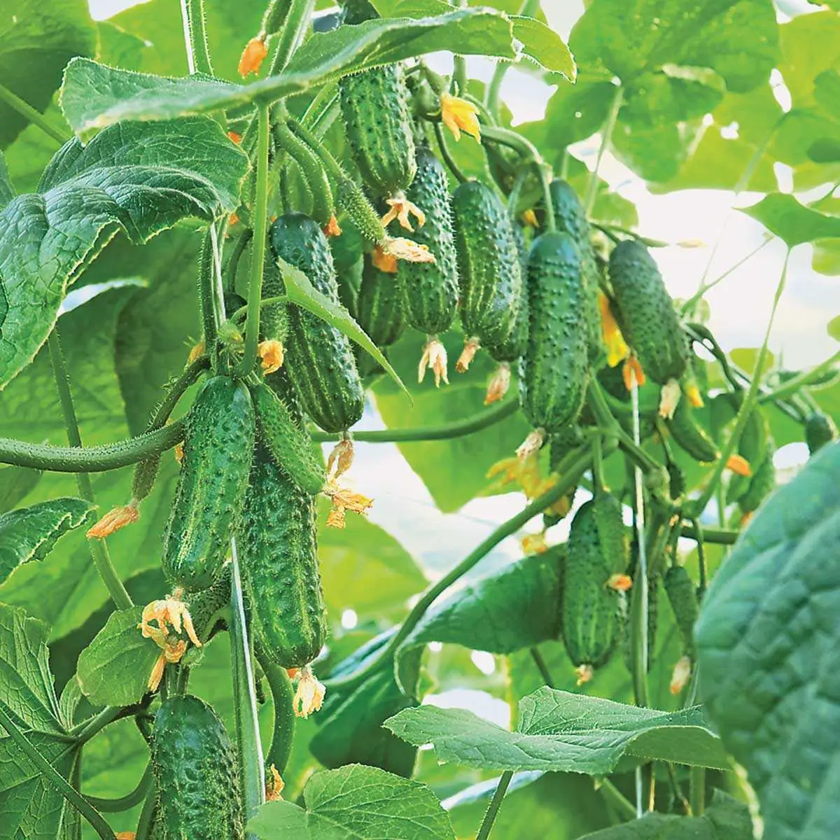 Насіння огірка Еколь F1, 10 шт, Syngenta, Голандія, Насіння Pro seeds 2