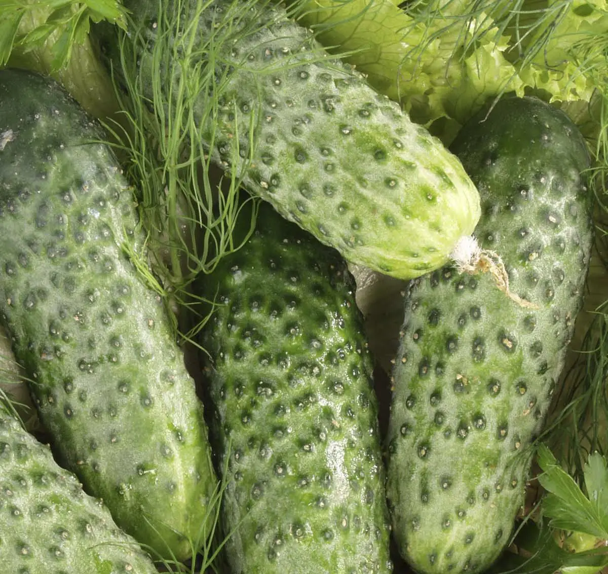 Семена огурца Маринда F1, 10 шт, Seminis, Голландия, Професійне насіння 2