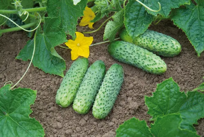 Насіння огірка Кібрія F1, 10 шт, Rijk Zwaan, Голландія, Професійне насіння 3