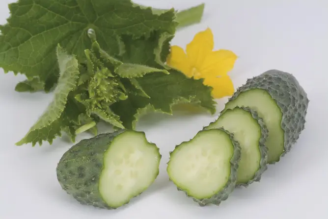 Насіння огірка Кібрія F1, 10 шт, Rijk Zwaan, Голландія, Професійне насіння 4