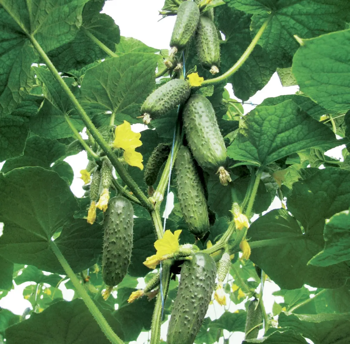 Насіння огірка Кібрія F1, 10 шт, Rijk Zwaan, Голландія, Професійне насіння 2